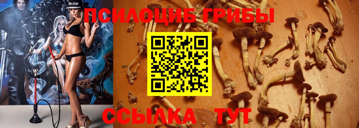 Псилоцибиновые грибы GOLDEN TEACHER  Вход с VPN  Рубцовск  Псилоцибиновые грибы Psilocybine cubensis 
